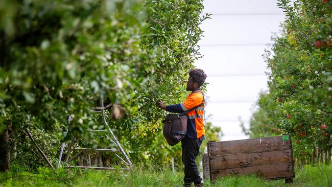 The federal Labor government has invested in a seasonal worker scheme recruiting from Pacific countries to fix agriculture’s labour shortage. Picture: Mark Stewart