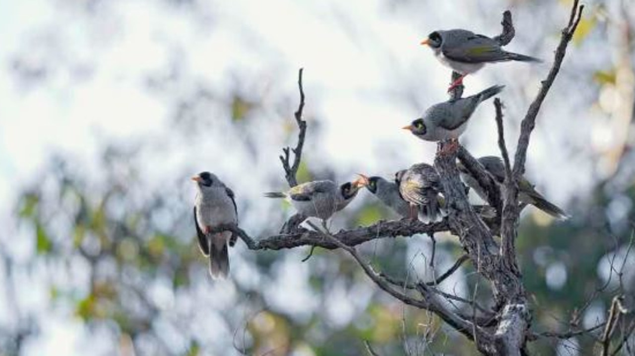 Noisy miners are native to Australia. Picture: Paul McDonald