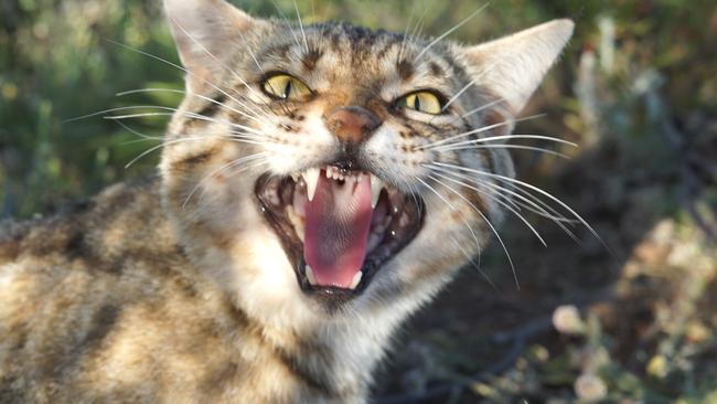 The petition calls for domestic cats to be better confined in NSW. ​