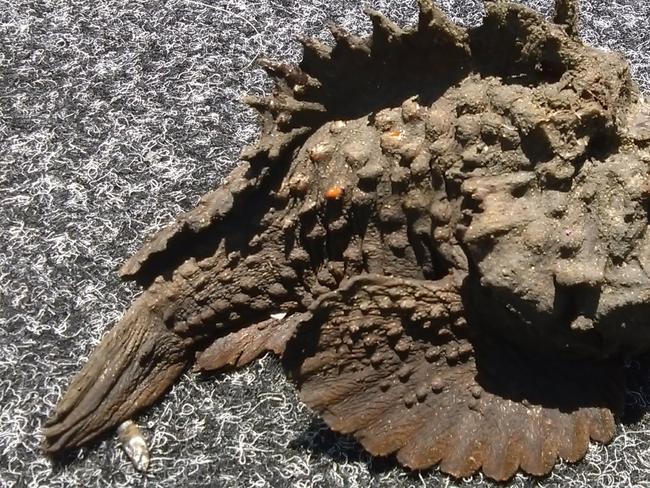 Brian Kesby with the stonefish he caught in his crab pots at Maroochy Waters.