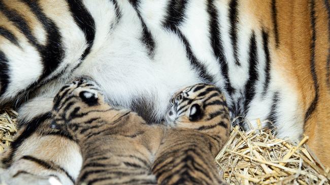 The two cubs suckling on mum Adira.