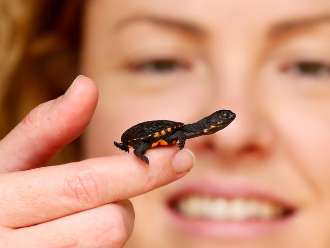 Wildlife ARC volunteer Sam Chatfield says the baby turtles are curious and adventurous. Picture: Sue Graham