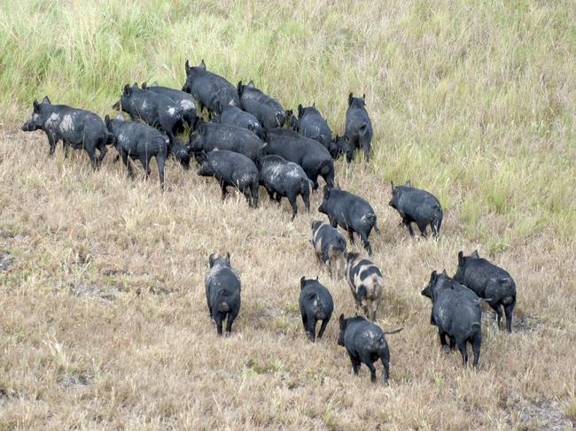 Millions of feral pigs are causing damage to farmland and national park across the state. Image: NSW