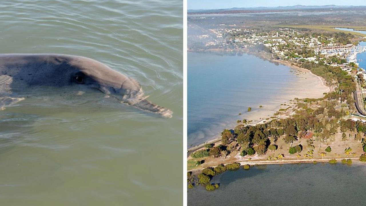 A man has been fined $431 after being caught feeding a wild dolphin from his boat while off the coast of Tin Can Bay.