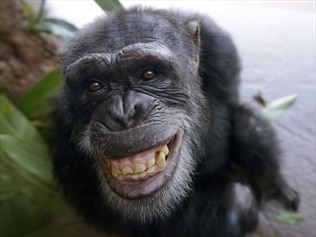 Chimps ‘can smile like humans’ | news.com.au — Australia’s leading news