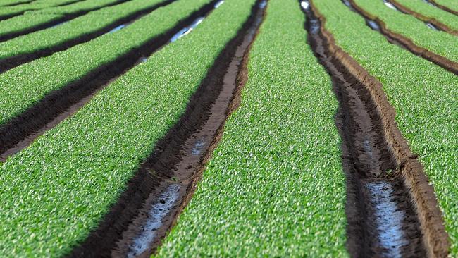 Workers on farms in LindenowMigrant workers on fruit and vegetable farms. Market gardens. Generic farm.Pictured: Agricultural landscape at Lindenow. PICTURE: ZOE PHILLIPS