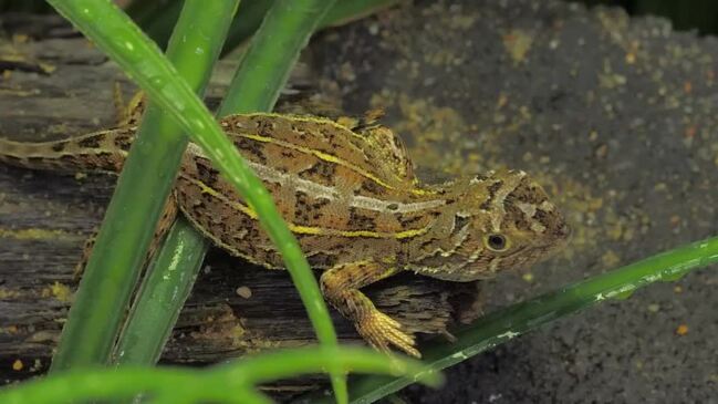 Oliver Deighton feeding lizards video