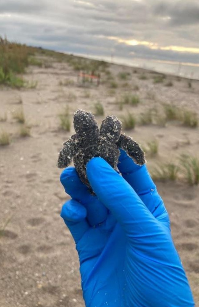 The rare two-headed turtle, found on the South Carolina beach. Picture: South Carolina State Parks