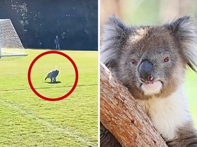 Koala pitch invader. Picture: Supplied.