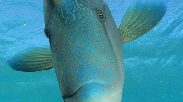 Humphead wrasse. Picture: supplied