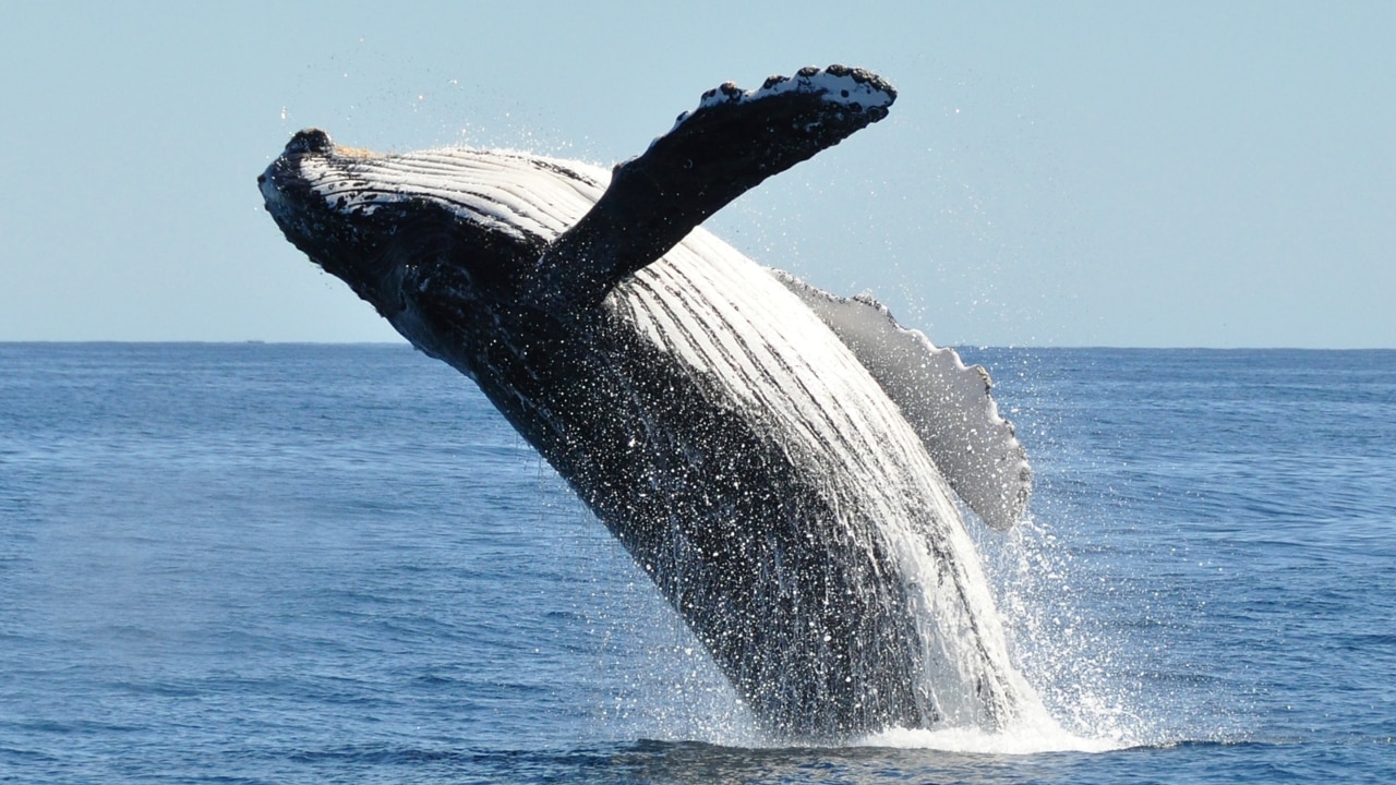 Man dies after whale breaches under boat in Sydney