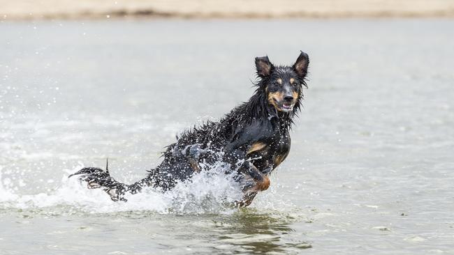 Petitioner Felicia Correll is seeking less restrictive dog leash laws. Picture: File, Jake Nowakowski