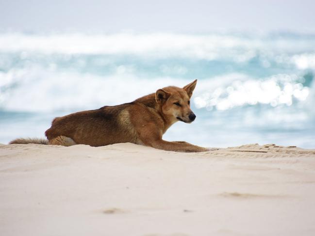 Why department has zero tolerance for dingo interaction on Fraser Island