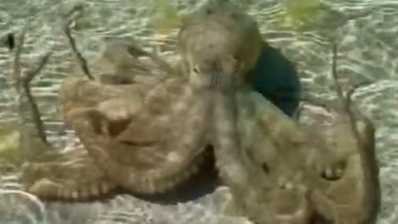 Australian man faces rare attack by an angry octopus 