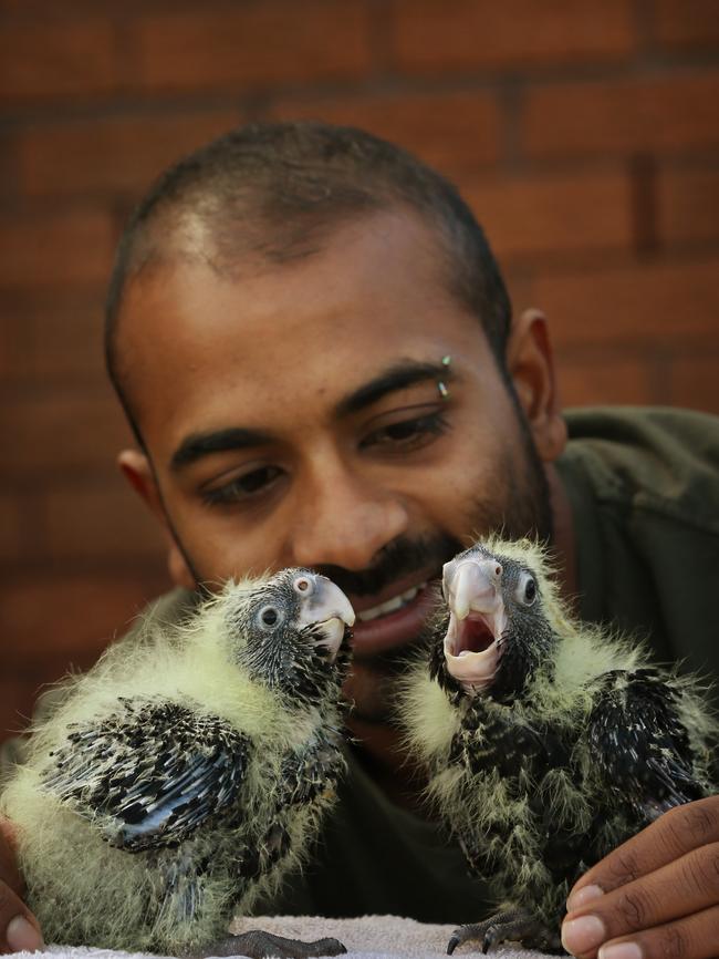 Ravi and two baby red-tailed black cockatoos. Picture: Toby Zerna