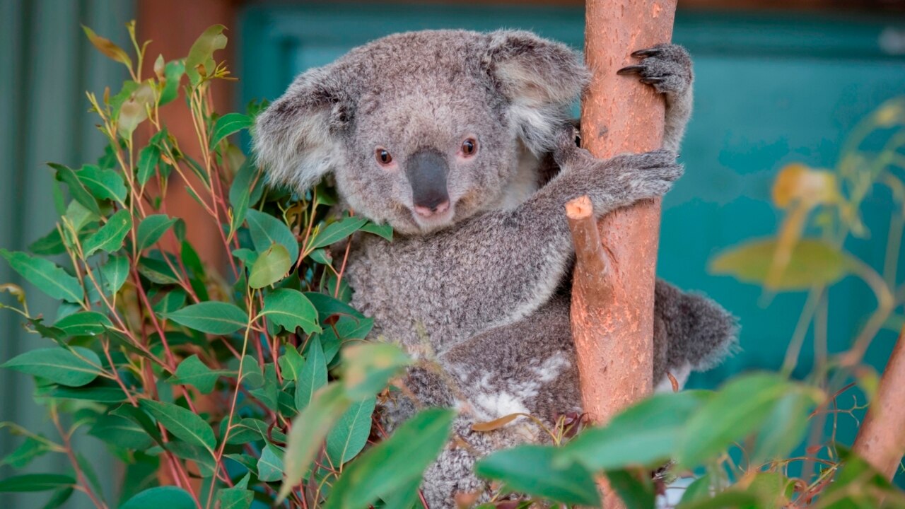 Koala genome projected to help save the species from extinction