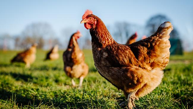 Happy: free-range chooks