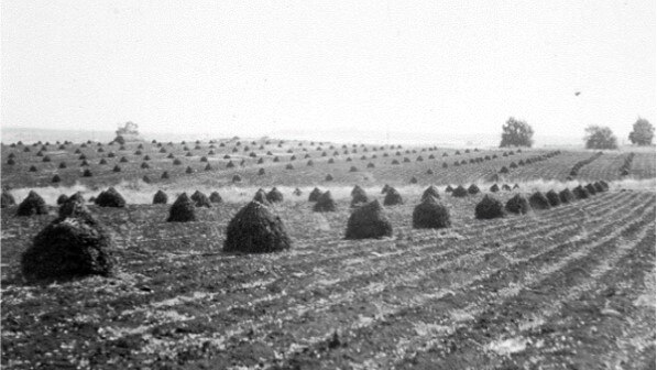 7 - Peanut Stooks