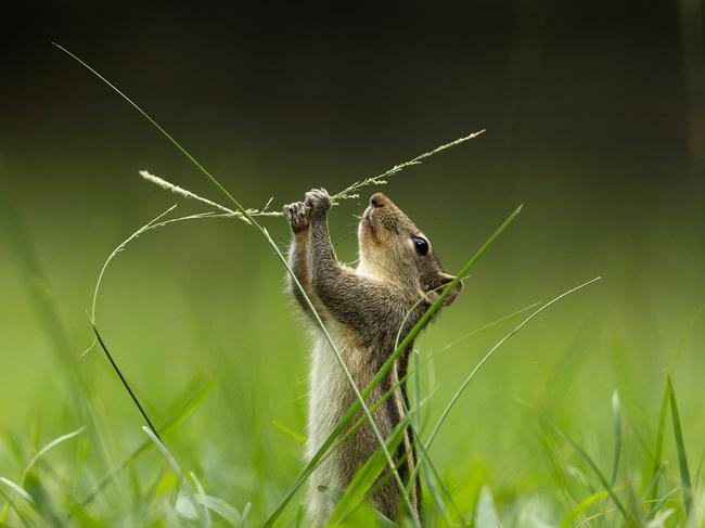 In Colombo, Sri Lanka, a squirrel nibbles on a grass seedhead, captured in the photographer’s quest to portray their playful and foraging nature. Picture: Fernando Avanka/IGPOTY