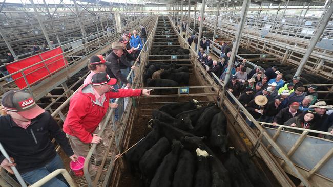 Leongatha cattle sale. Picture: Yuri Kouzmin