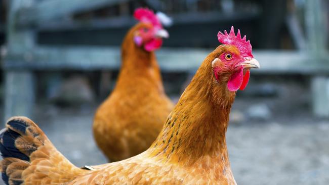 A German couple has described the sound of their neighbour’s rooster crowing as “torture”. Picture: iStock