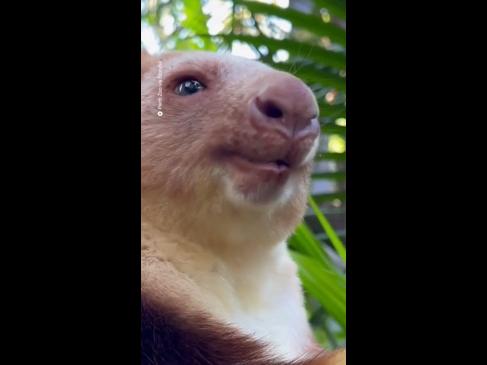 Perth Zoo shows how they train their kangaroos