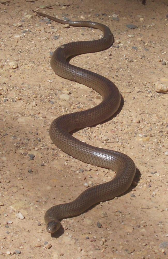 The eastern brown snake is listed as the second most venomous snake in the world.