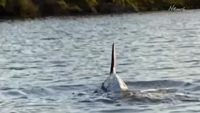 Death of pod of dolphins in Manning River near Taree, September 2023