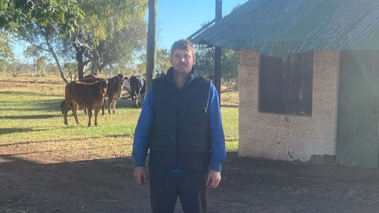 Will Stainkey with cattle at Singleton Station.