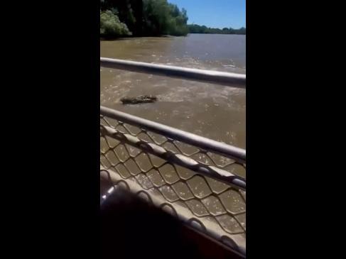 Croc eats croc in front of stunned riverboat passengers