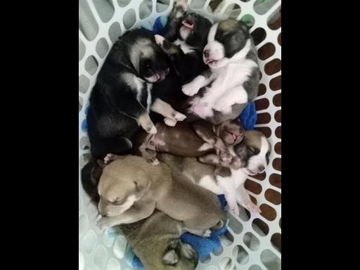 Seven puppies dumped in washing basket in Port Pirie