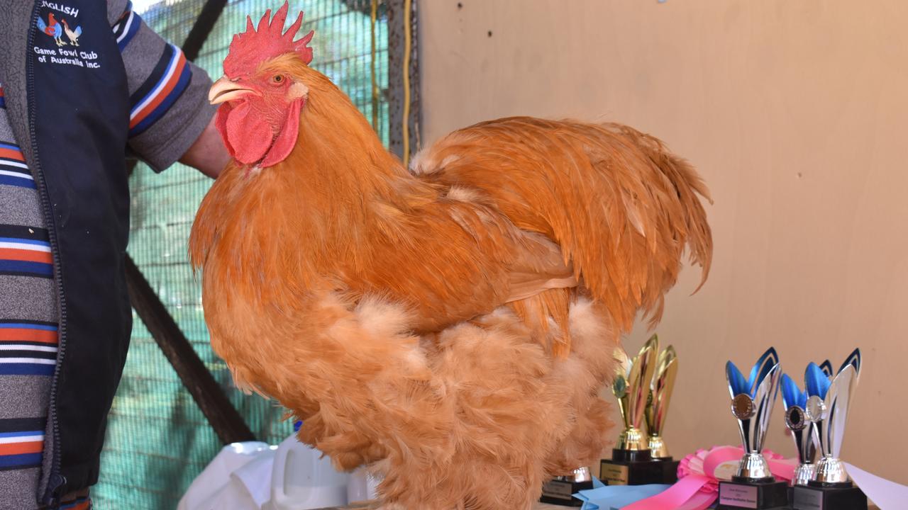 Wayne Quantock's cochin rooster 'Humphrey' won Champion Large Soft Feather and Reserve Champion Bird of Show. Picture: Kirra Grimes