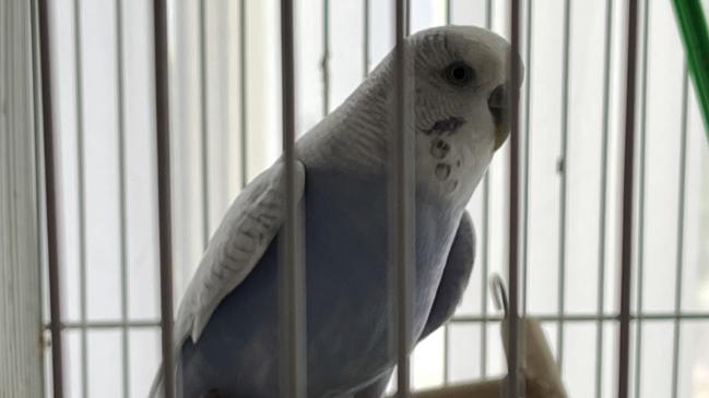 Stewie the budgie was kept by Ms Krain. Picture: supplied