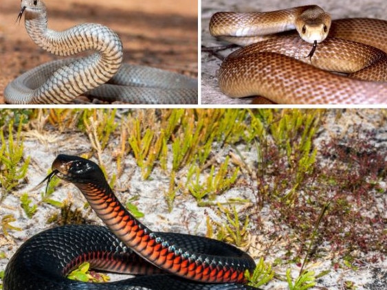 Australia’s most deadly snakes and how you identify them