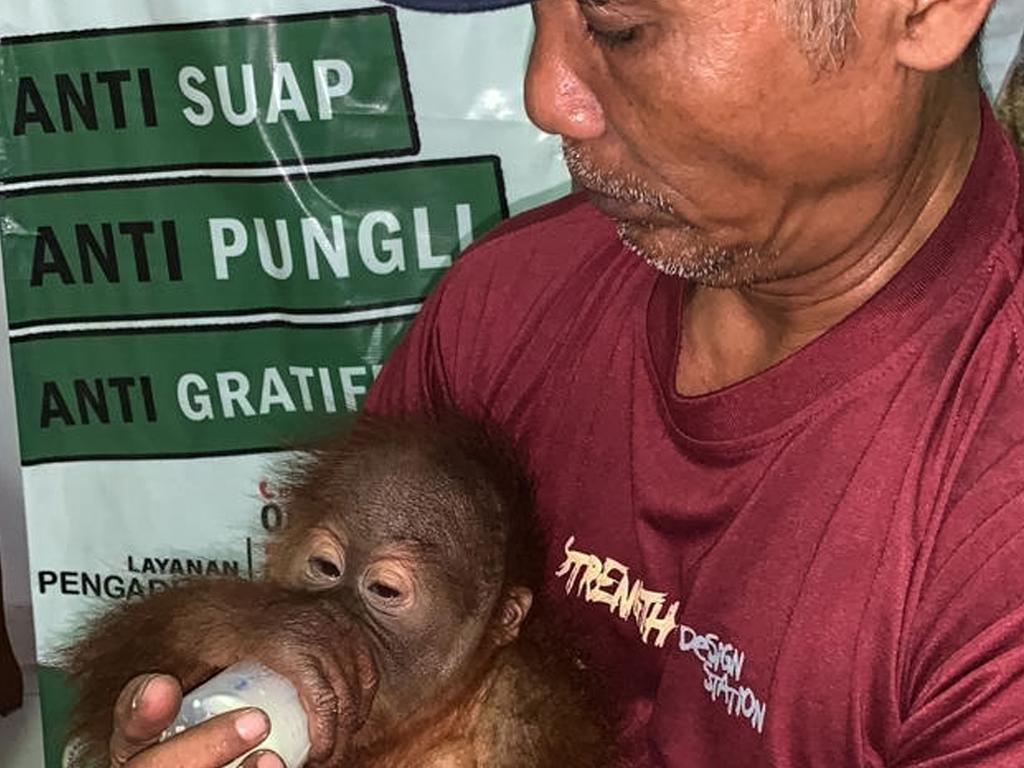 A caregiver bottle-feeds a rescued two-year-old orang-utan after a smuggling attempt by a Russian tourist at Bali's airport in Denpasar. Picture: AFP