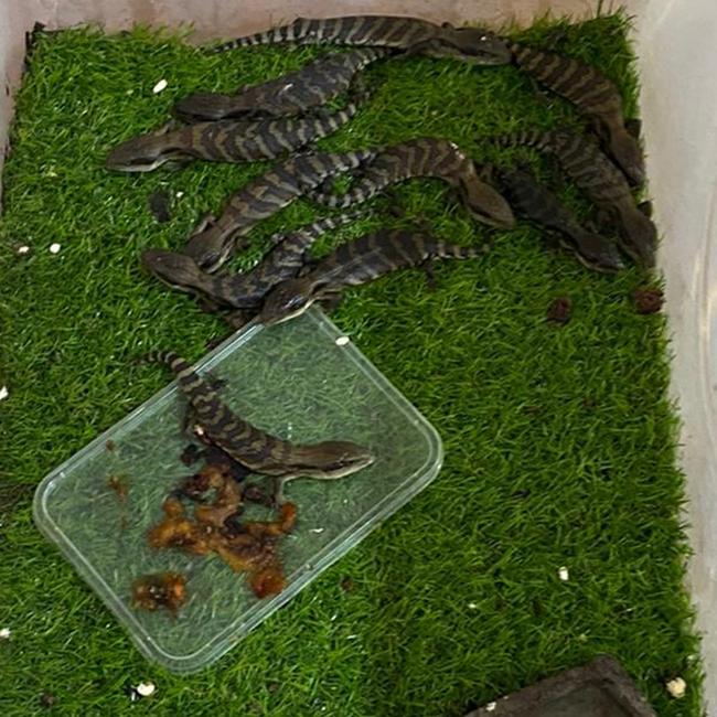 Police also seized a number of lizards from one of the homes. Picture: NSW Police