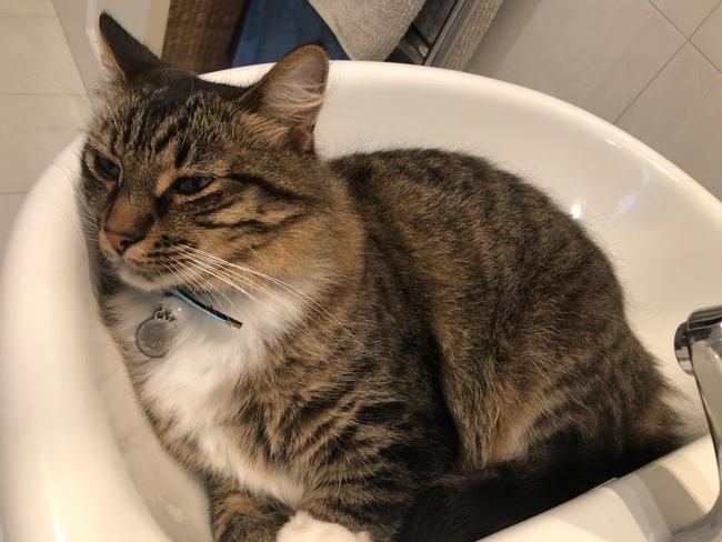 Pepe cools off in the bathroom basin. 