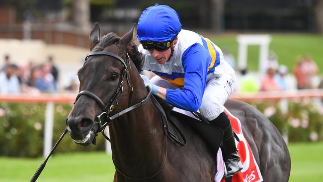 Jigsaw won five of six starts last prep, including the Group 2 Australia Stakes with Daniel Moor aboard. Picture: Pat Scala/Racing Photos via Getty Images