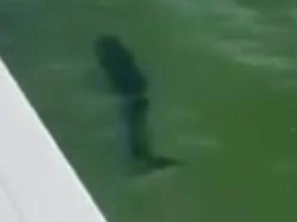 ‘Huge’ shark spotted at popular beach