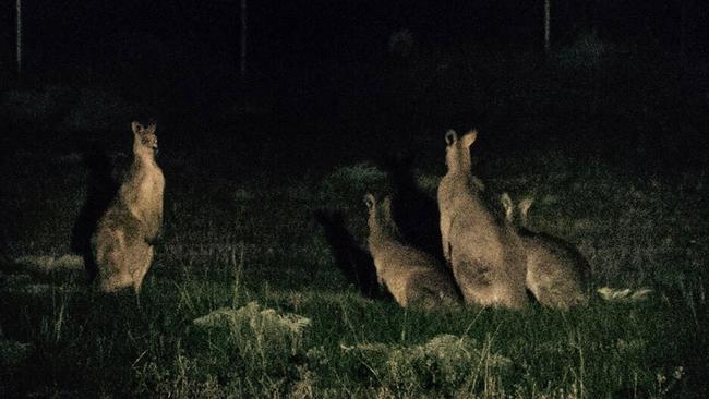 Kangaroos at the edge of vacant land in Epping. Picture: Helen Round