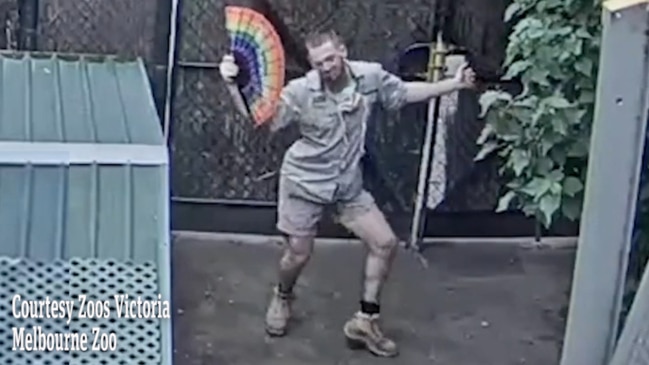 Dancing zookeeper caught on livestream