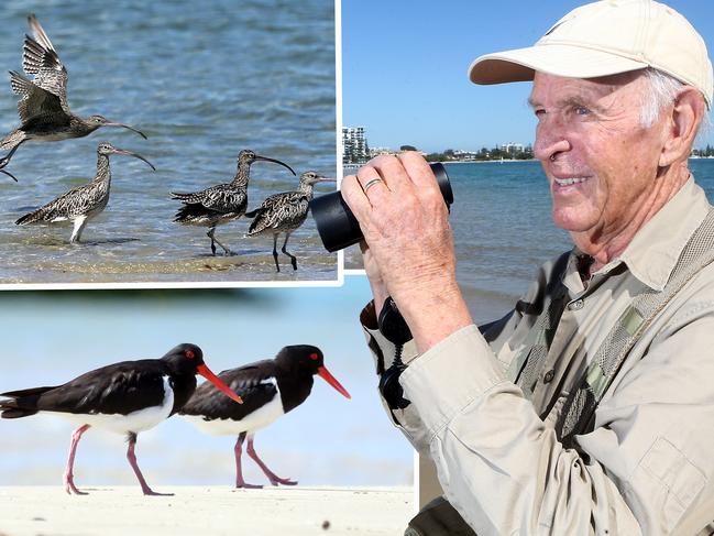 Visiting wildlife haven Curlew Island in the Broadwater today were local MPs Sam O'Connor and John-Paul Langbroek with wildlife expert Bob Westerman about a proposed sign which, introduced, may alleviate pressures on migratory birds by dogs and people alike. Graves were discovered in the process. 6 December 2022 Labrador Picture by Richard Gosling