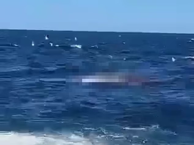 Video shows horror shark attack