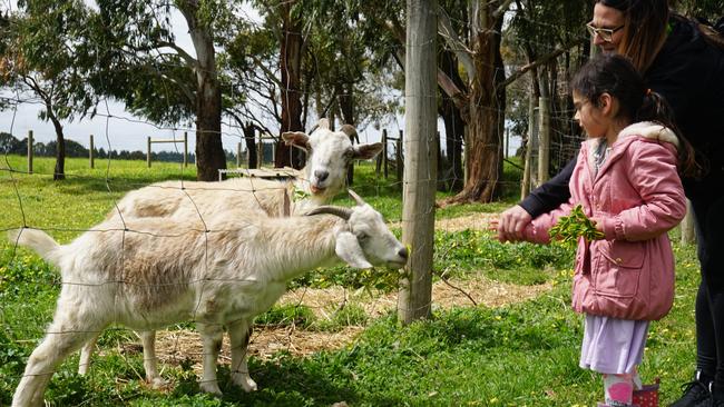 An Adelaide family enjoys a day out at Mount Gambier's Echo Farm.