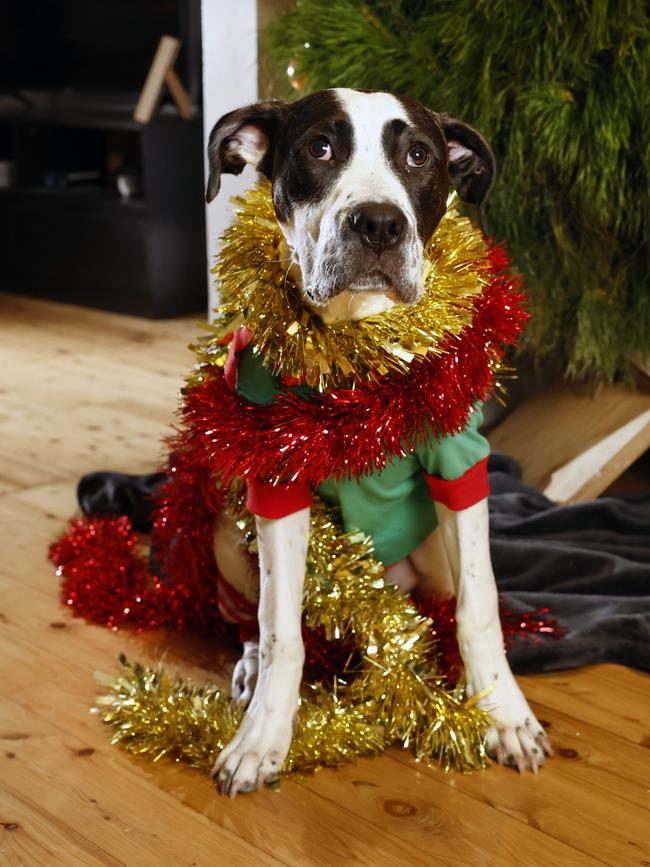 Meeko, the American Staffordshire. Picture: Richard Dobson