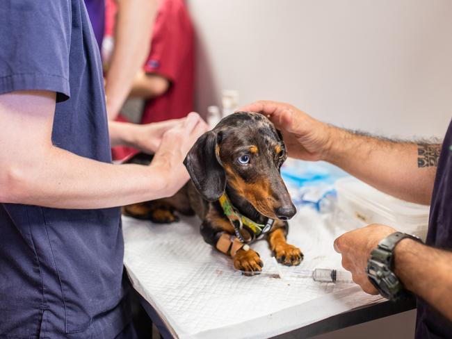 Veterinary Specialist Services in Jindalee are working to treat the 37 animals rescued from Storybook Farm Sacred Animal Garden earlier this month. Picture: RSPCA Qld