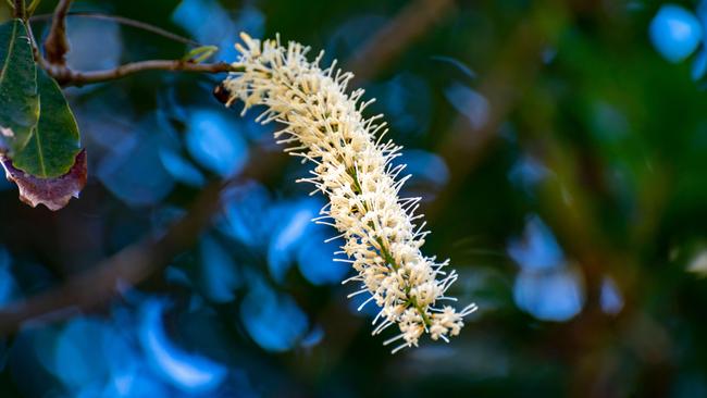 A macadamia flower