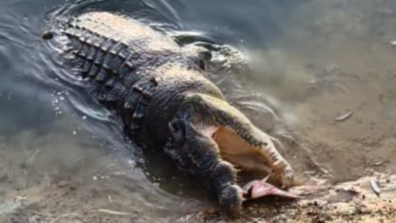 A large croc at Crocodile Bend on the Annan River eating a fish frame illegally dumped into the river. Picture: Tim Wright