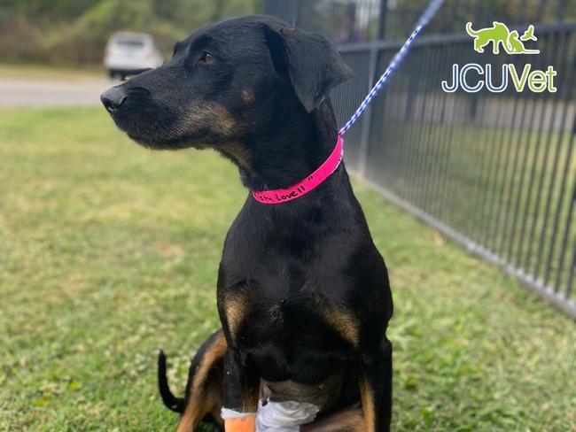 Misty is lucky to be alive after eating a corn on the cob. Photo: JCU Vet