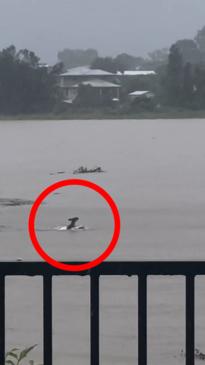 Kangaroo swims across QLD floodwaters